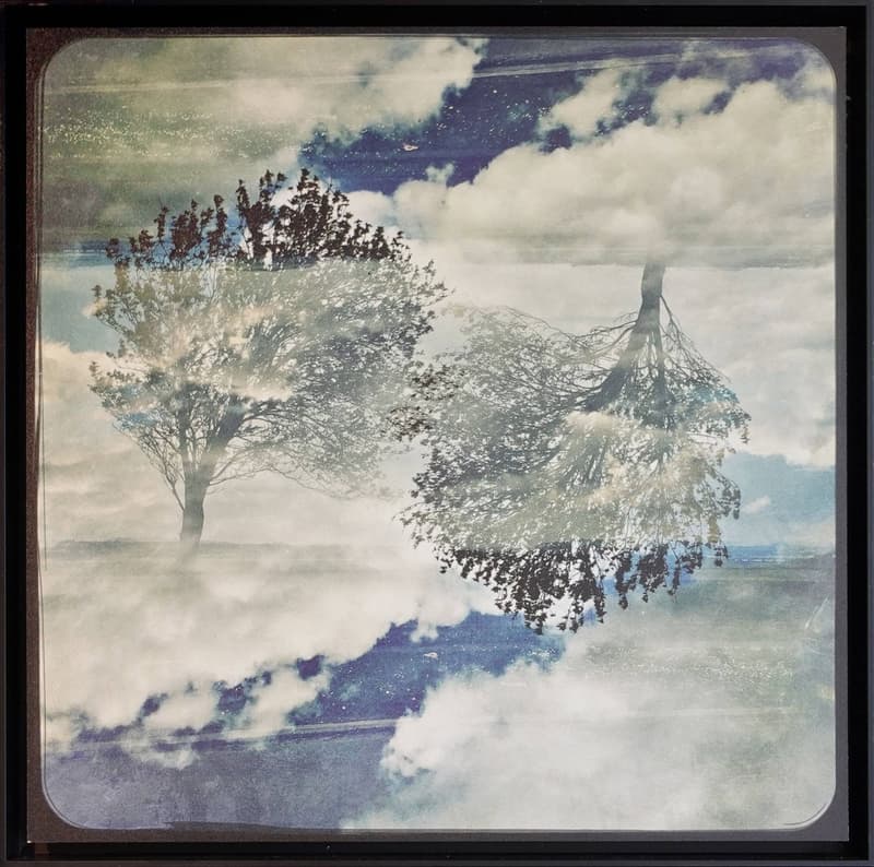 Trees in Clouds