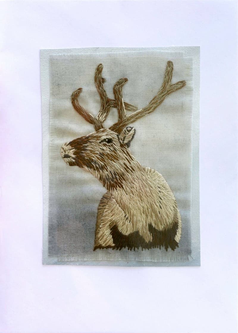 Reindeer